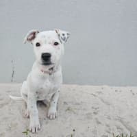 Photo of Stella