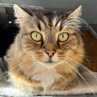Photo of Hunter