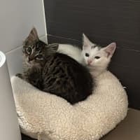 Photo of Chimney & Sweep