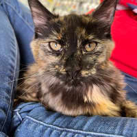 Photo of Kitsu *9 Lives Project Rescue*