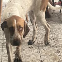 Photo of Bentley   1 Year Old German Pointer X