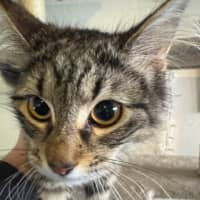 Photo of Pepper Paws