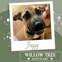 Photo of Ziggy