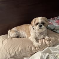 Photo of Misty 🌺 5yo, Shih Tzu (On Trial 2/11/25)