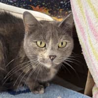 Photo of Opal
