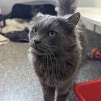 Photo of Tipsington And Tabbington