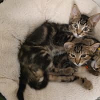 Photo of  Joey   Now At Pet Quarters Belmont 