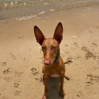 Photo of Sage
