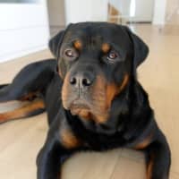 Photo of Bear