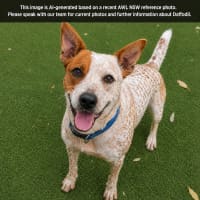 Photo of Daffodil