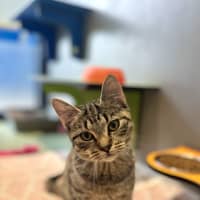 Photo of Sarsha