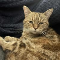 Photo of Lady Saffron