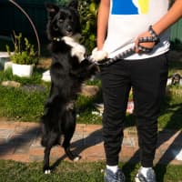 Photo of Zorro