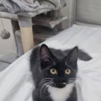 Photo of Ivy