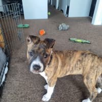 Photo of Angel (64229)