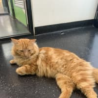 Photo of Comet