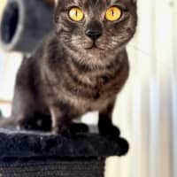 Photo of Birdie 