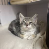 Photo of Opal