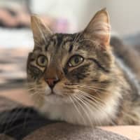 Photo of Cinnamon Scroll 🤎