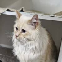 Photo of Clint (Pussa)