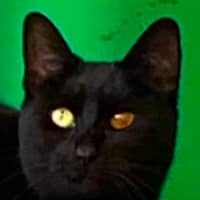 Photo of Miso