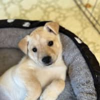 Photo of Thea   8 Week Old Staffy X Koolie (Hold)