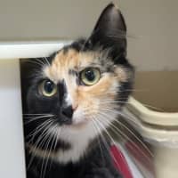 Photo of 🧚‍♀️ Pixie 5855 🧚‍♀️