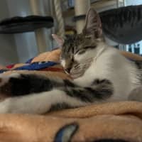 Photo of Pearl