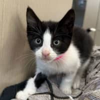 Photo of Brownie