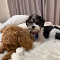 Photo of Daisy