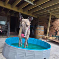 Photo of Alfie, The Greyhound
