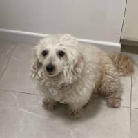 Photo of Scruffy