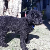 Photo of Wally   1 Year Old Cavoodle (Hold)