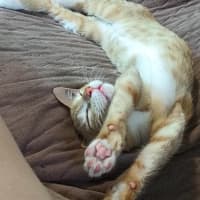 Photo of Clementine