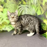 Photo of Ophelia (Located In Preston) 