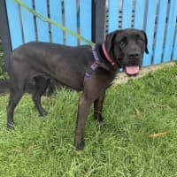 Photo of Bindi