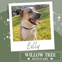 Photo of Billy