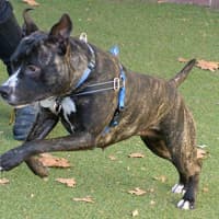 Photo of Bluebell