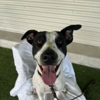 Photo of Lady