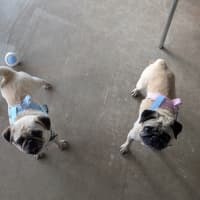 Photo of Bella And Stevie