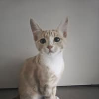 Photo of Henumi 💙