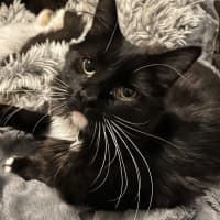 Photo of Candy *9 Lives Project Rescue*