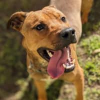 Photo of Rocco