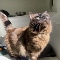 Photo of Yoshi