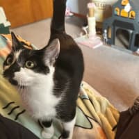 Photo of Peach 