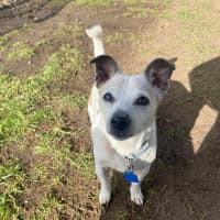 Photo of Pixie