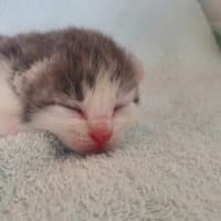 Photo of Bobbin   Located In Somerville