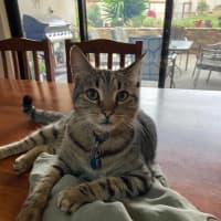 Photo of Archer