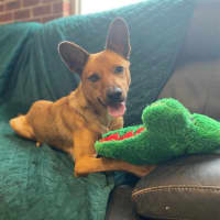 Photo of Dingo