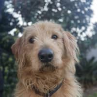 Photo of Charlie
